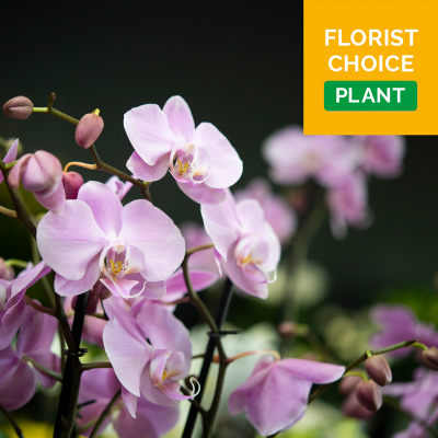 Florist Choice Plant Product Image