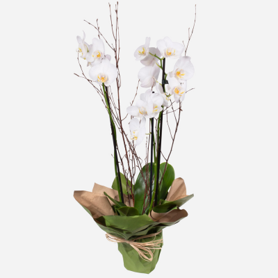 Orchid Plant
 Product Image